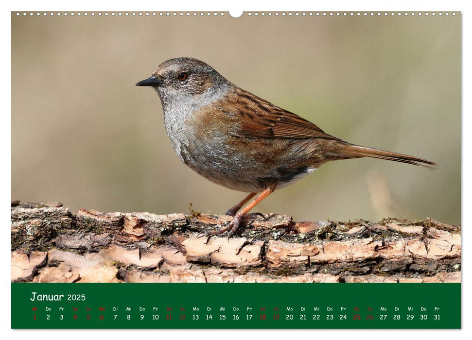 Der Birder (CALVENDO Premium Wandkalender 2025)