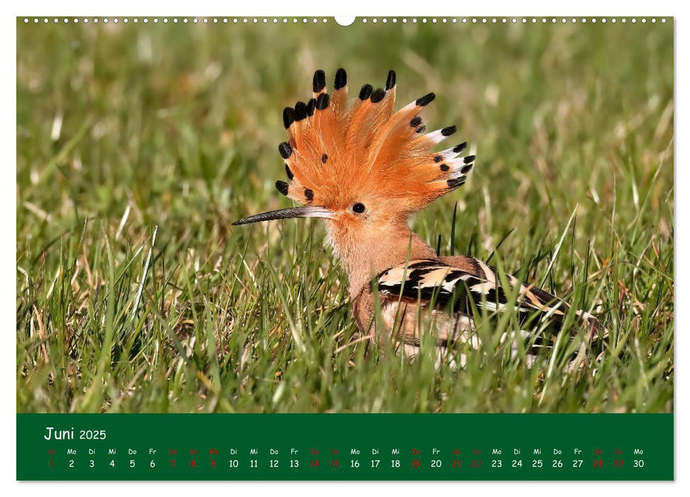 Der Birder (CALVENDO Premium Wandkalender 2025)