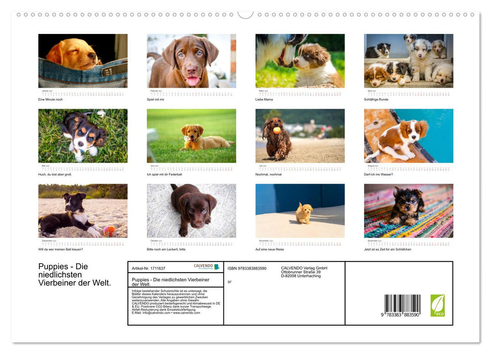 Puppies - Die niedlichsten Vierbeiner der Welt. (CALVENDO Premium Wandkalender 2025)