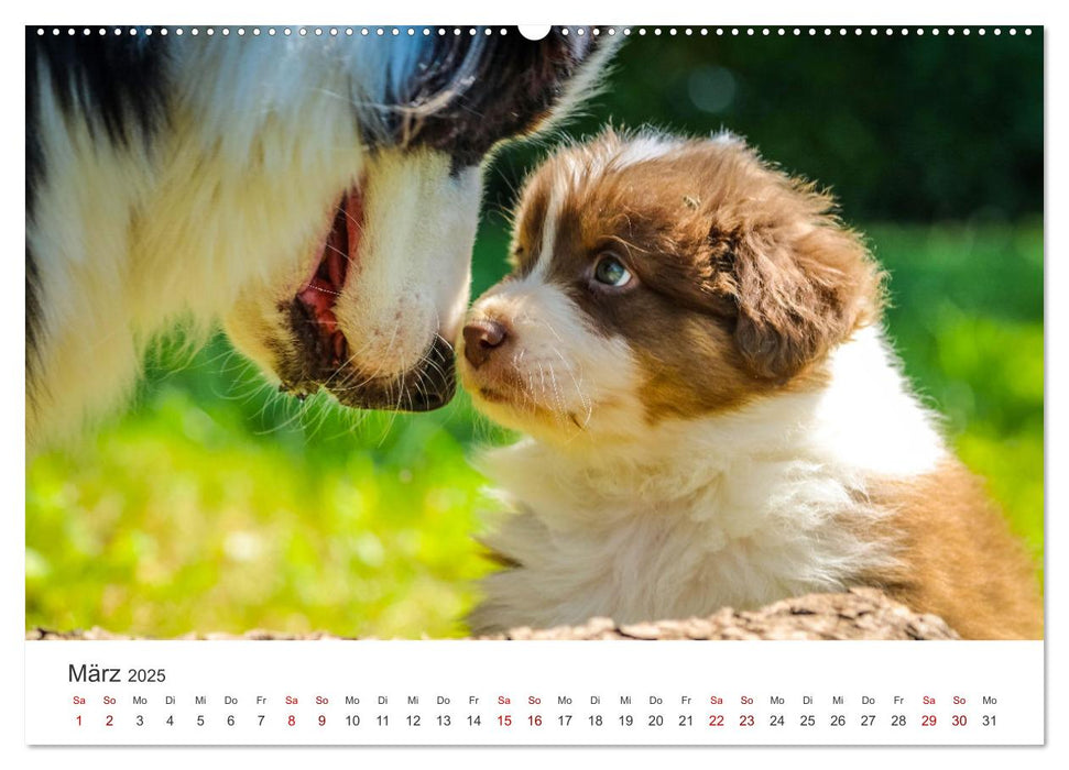 Puppies - Die niedlichsten Vierbeiner der Welt. (CALVENDO Premium Wandkalender 2025)