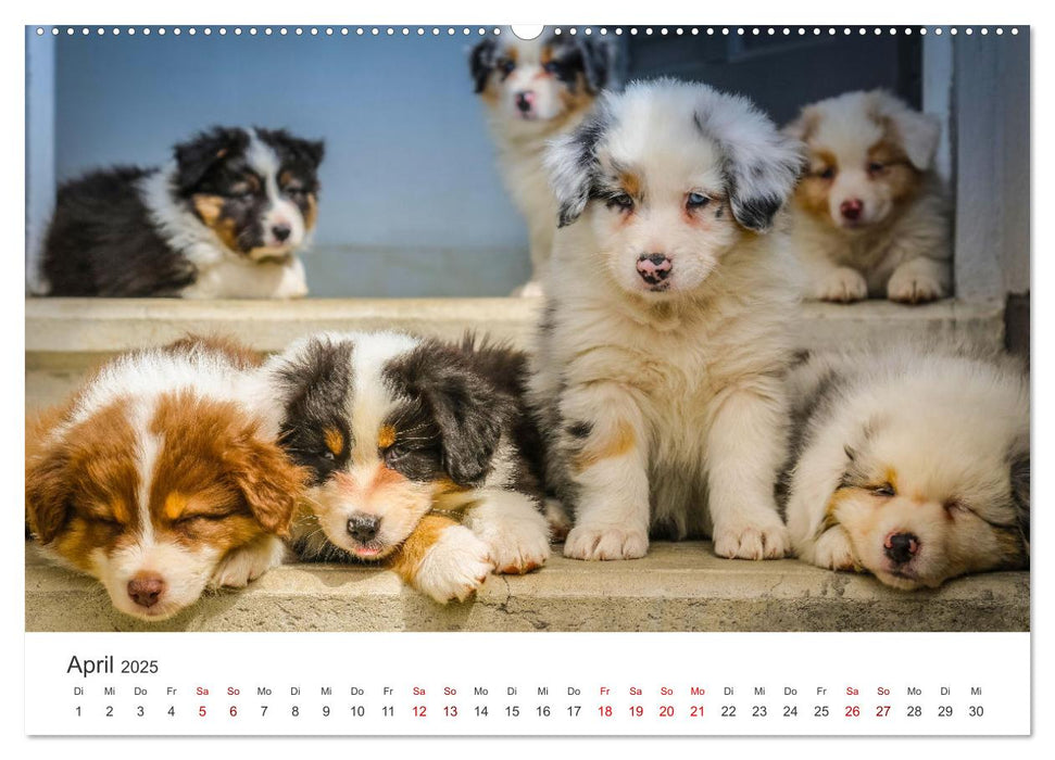 Puppies - Die niedlichsten Vierbeiner der Welt. (CALVENDO Premium Wandkalender 2025)