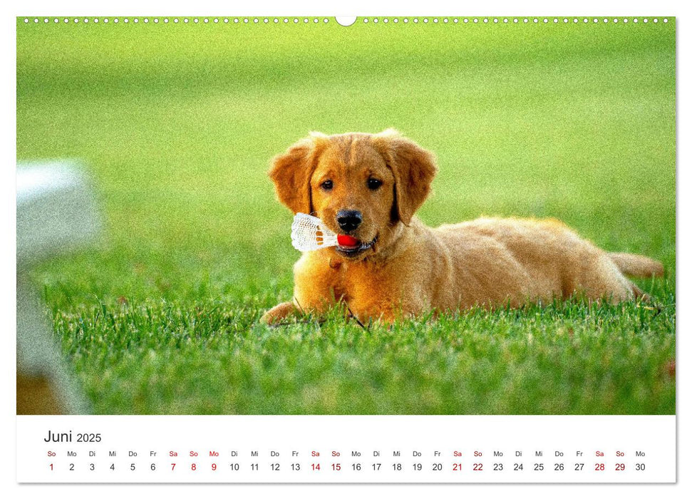 Puppies - Die niedlichsten Vierbeiner der Welt. (CALVENDO Premium Wandkalender 2025)