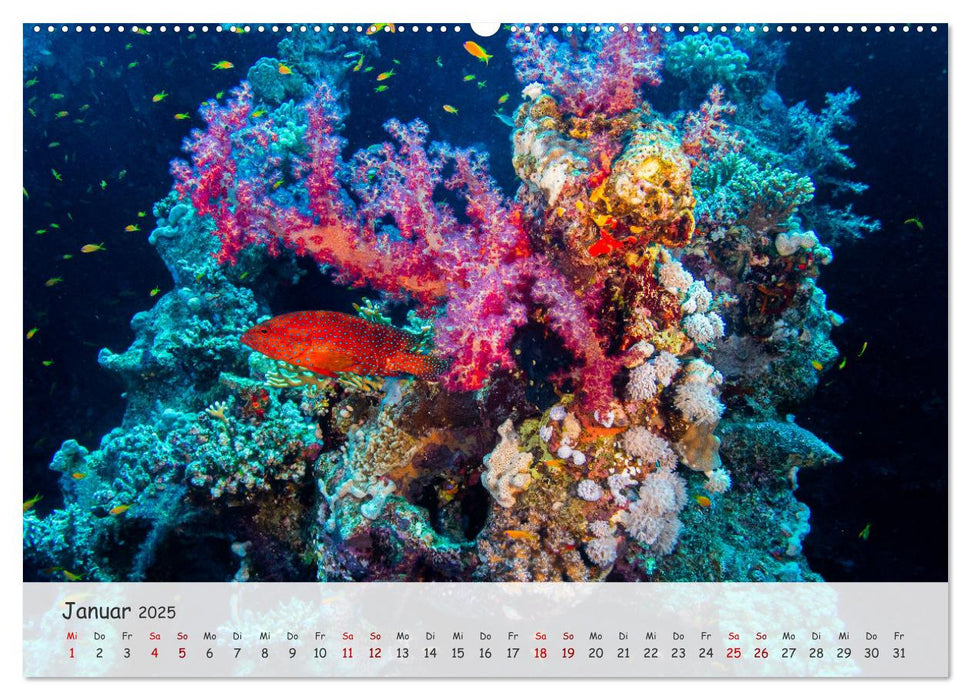 Faszination Meer und Fische (CALVENDO Wandkalender 2025)