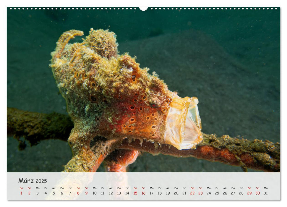 Faszination Meer und Fische (CALVENDO Wandkalender 2025)