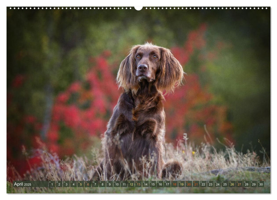 Passion Jagdhund - Deutsch Langhaar (CALVENDO Premium Wandkalender 2025)