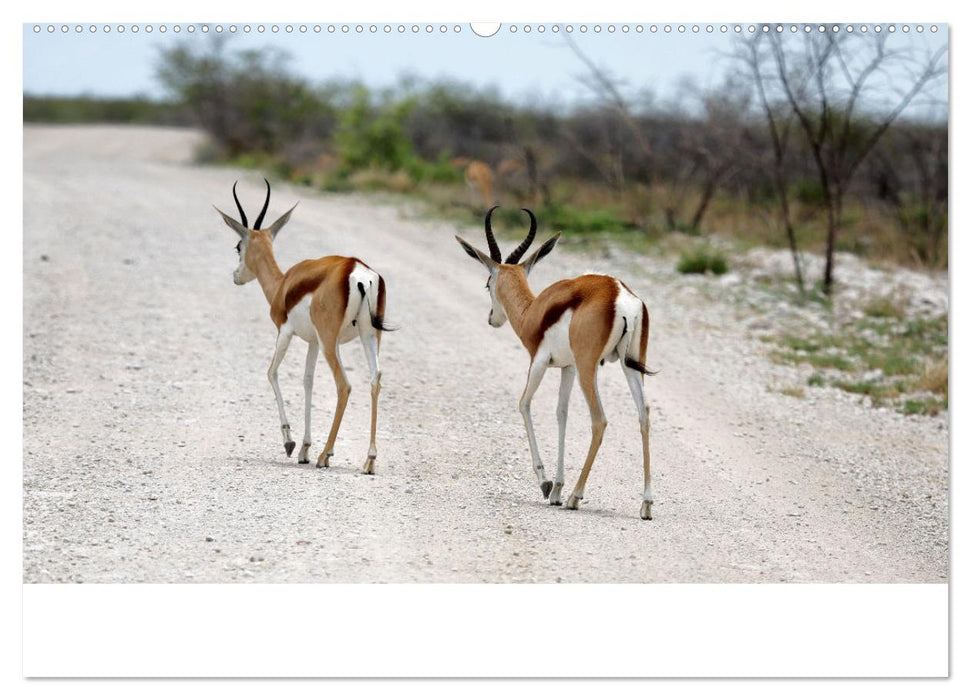 Roadtrip in Namibia (CALVENDO Premium Wandkalender 2025)