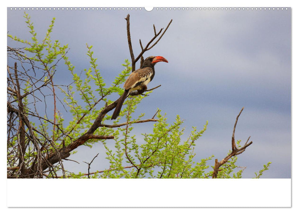 Roadtrip in Namibia (CALVENDO Premium Wandkalender 2025)