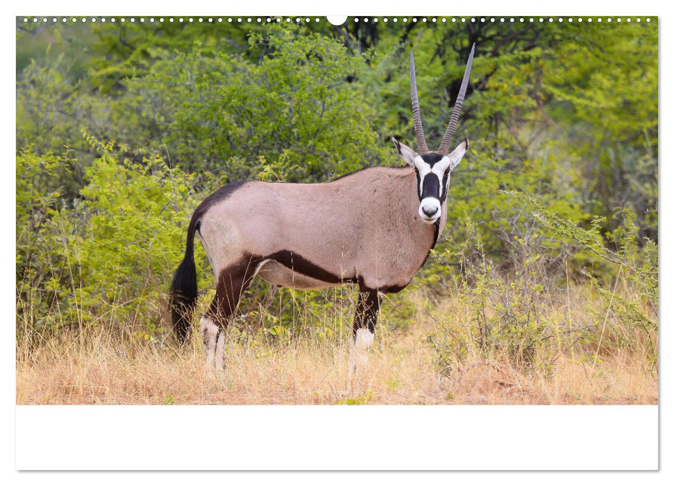 Roadtrip in Namibia (CALVENDO Premium Wandkalender 2025)