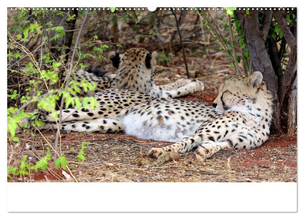 Roadtrip in Namibia (CALVENDO Premium Wandkalender 2025)