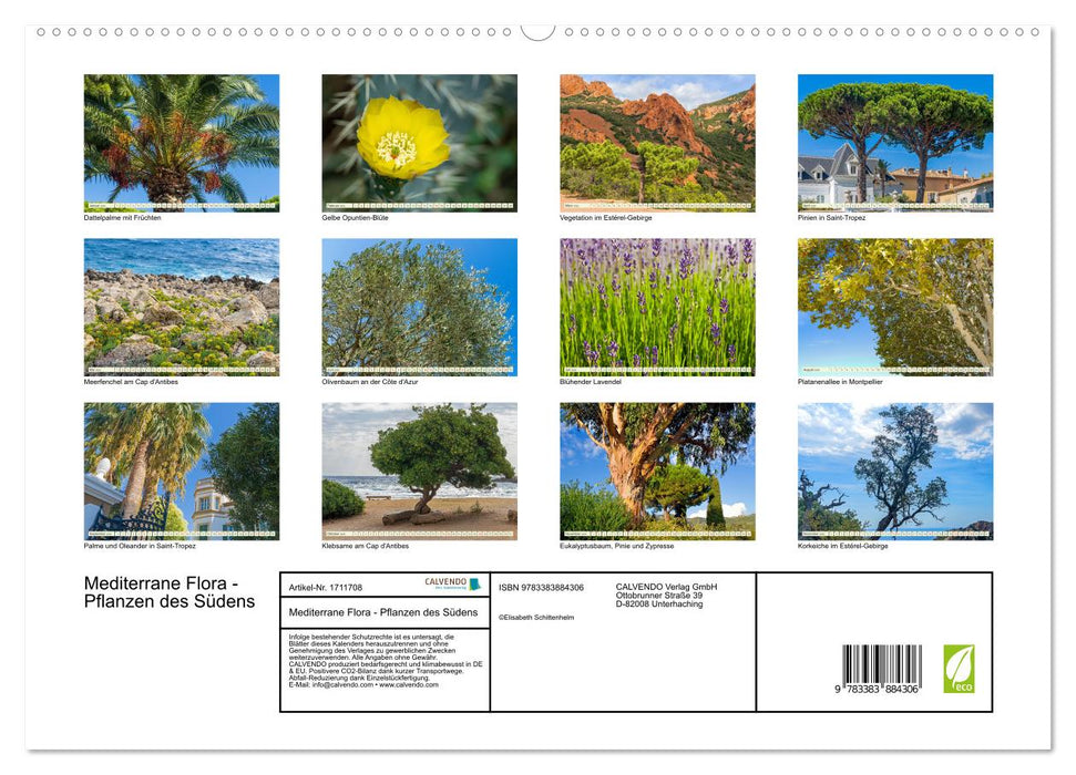 Mediterrane Flora - Pflanzen des Südens (CALVENDO Premium Wandkalender 2025)