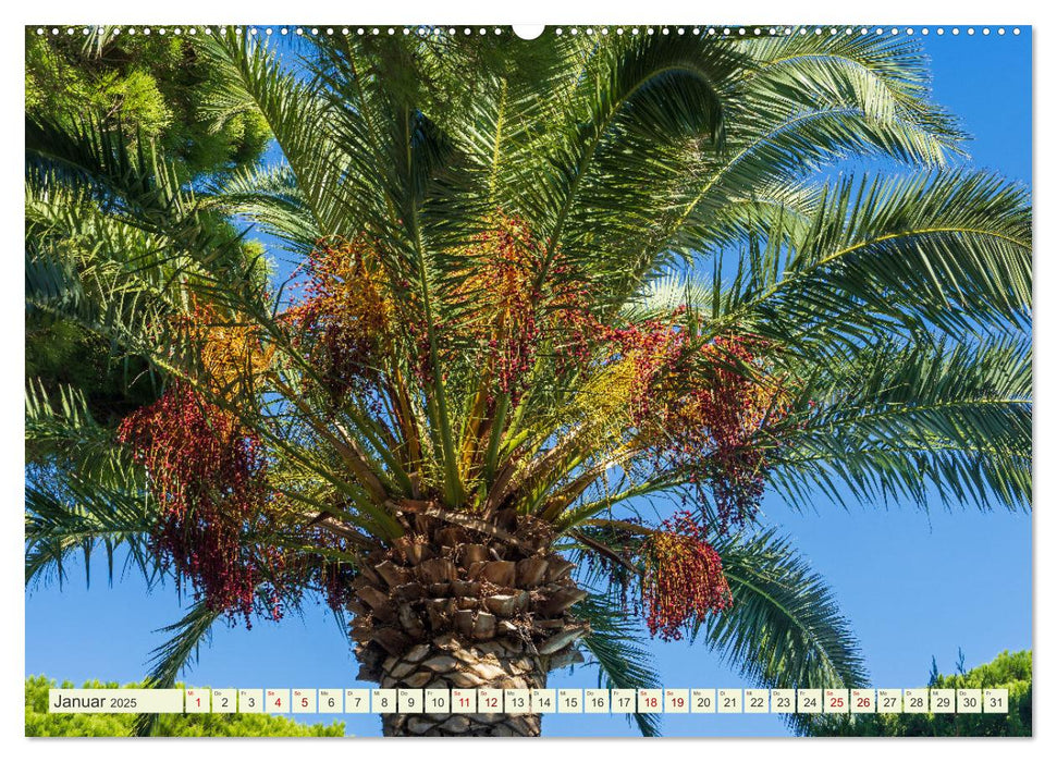 Mediterrane Flora - Pflanzen des Südens (CALVENDO Premium Wandkalender 2025)