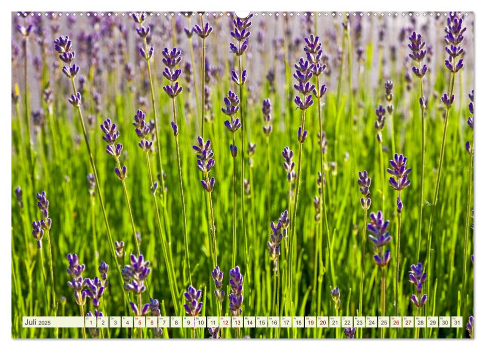 Mediterrane Flora - Pflanzen des Südens (CALVENDO Premium Wandkalender 2025)