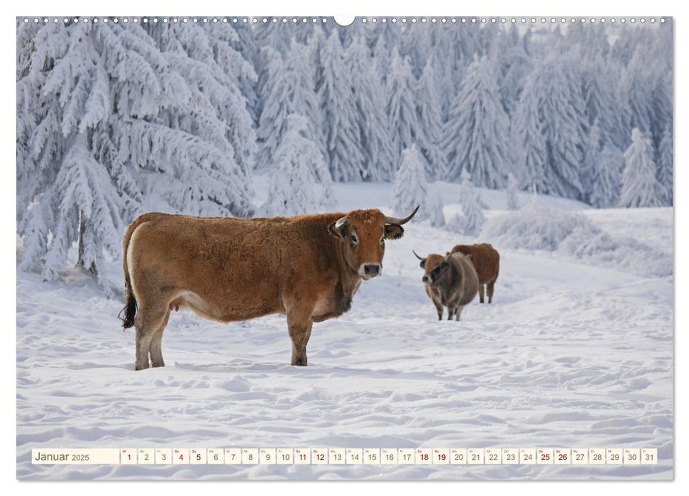 Weiderinder im Frankenwald (CALVENDO Premium Wandkalender 2025)