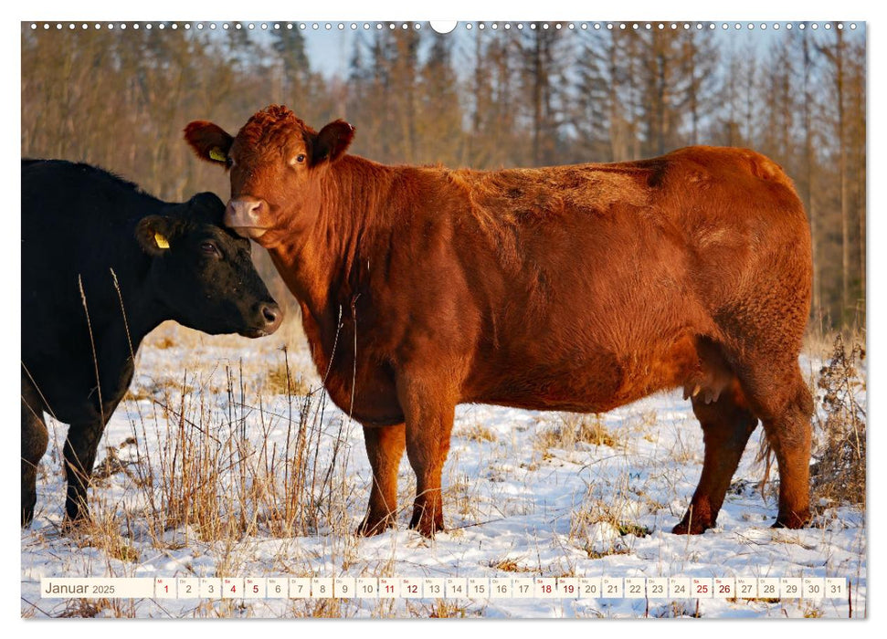 Weiderinder im Frankenwald (CALVENDO Premium Wandkalender 2025)