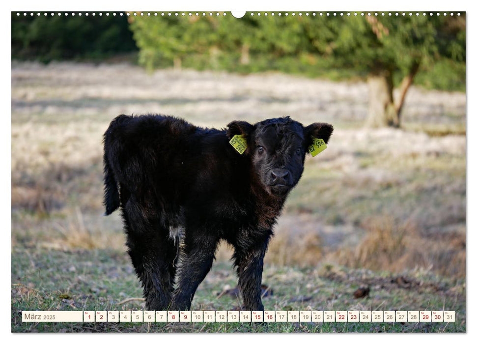 Weiderinder im Frankenwald (CALVENDO Premium Wandkalender 2025)