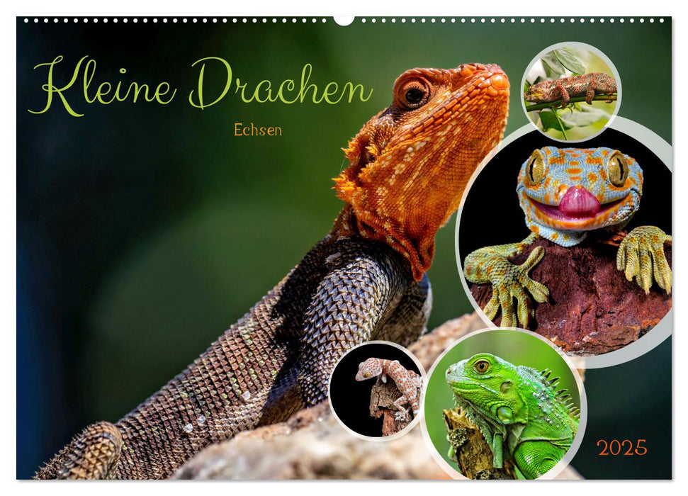 Kleine Drachen - Echsen (CALVENDO Wandkalender 2025)