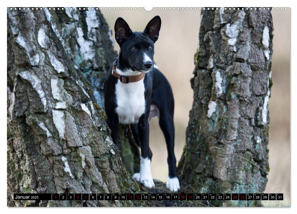 Liebenswerte Basenjis (CALVENDO Premium Wandkalender 2025)