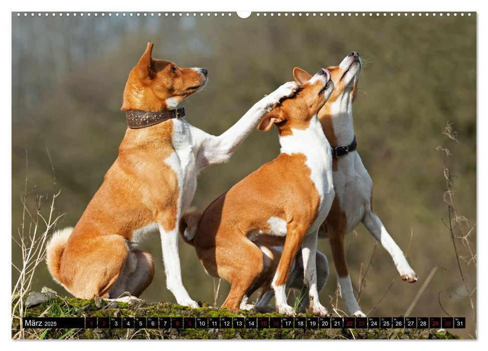 Liebenswerte Basenjis (CALVENDO Premium Wandkalender 2025)