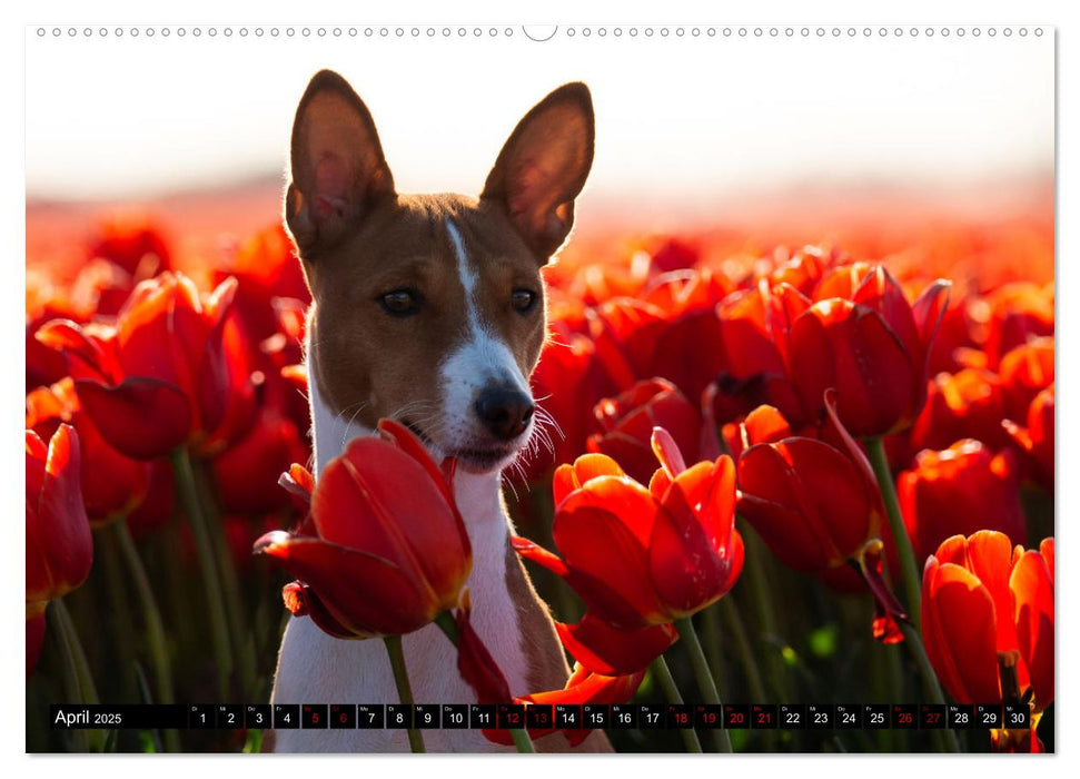 Liebenswerte Basenjis (CALVENDO Premium Wandkalender 2025)