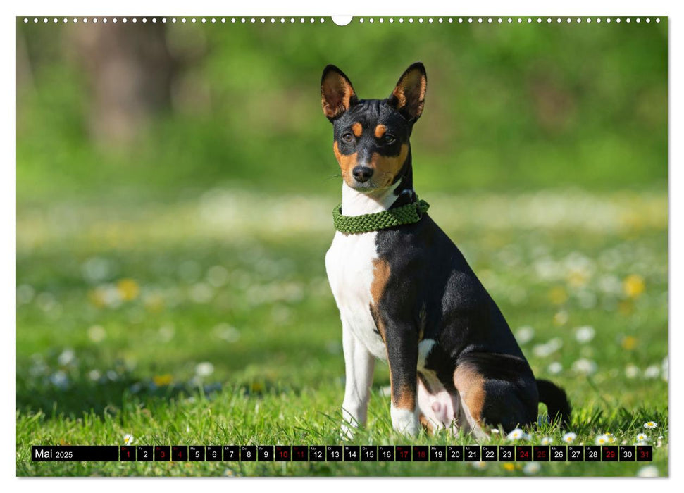 Liebenswerte Basenjis (CALVENDO Premium Wandkalender 2025)