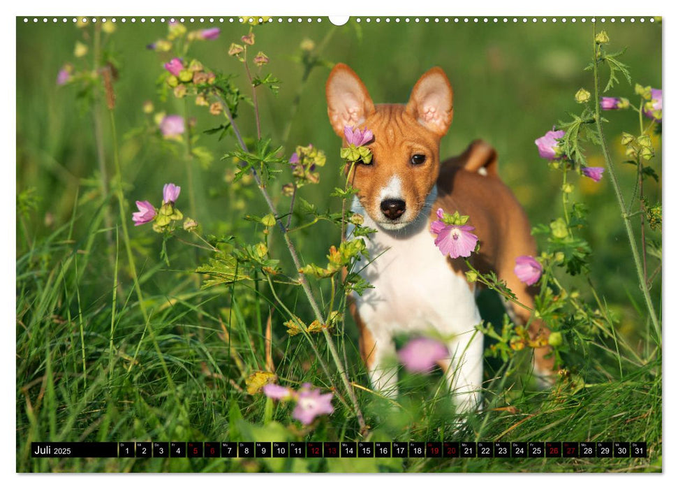 Liebenswerte Basenjis (CALVENDO Premium Wandkalender 2025)