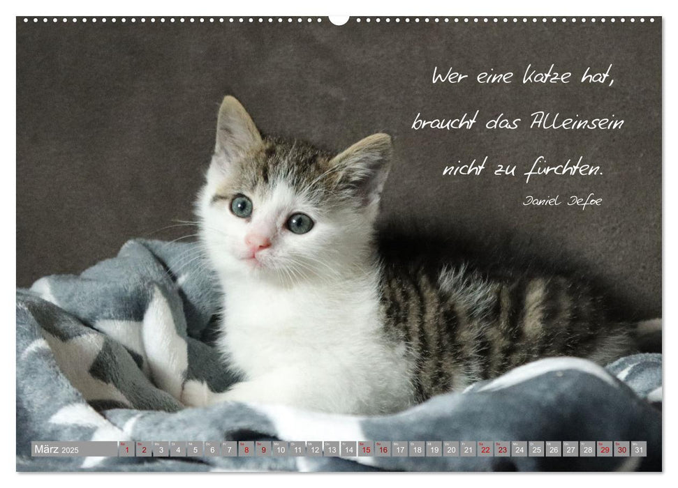 Katzenkinder - zauberhafte Wesen (CALVENDO Premium Wandkalender 2025)