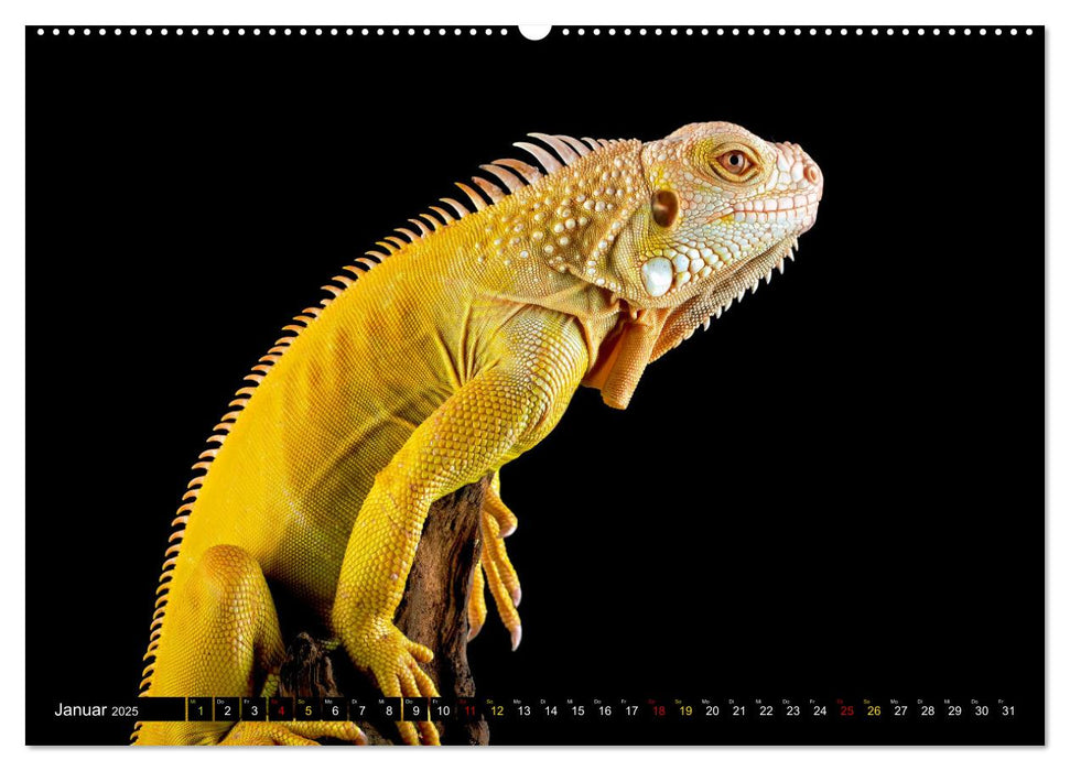 Kleine Drachen - Echsen (CALVENDO Premium Wandkalender 2025)