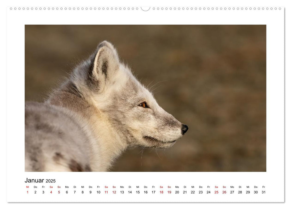 Spitzbergen und der Polarkreis (CALVENDO Premium Wandkalender 2025)