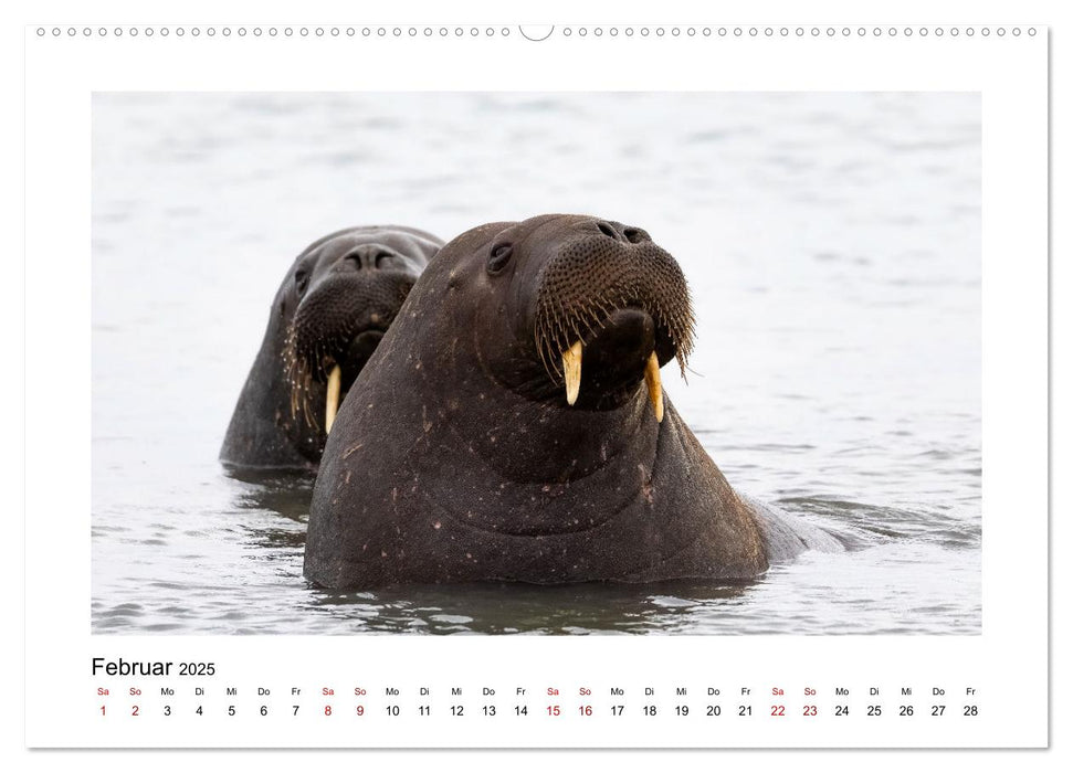 Spitzbergen und der Polarkreis (CALVENDO Premium Wandkalender 2025)