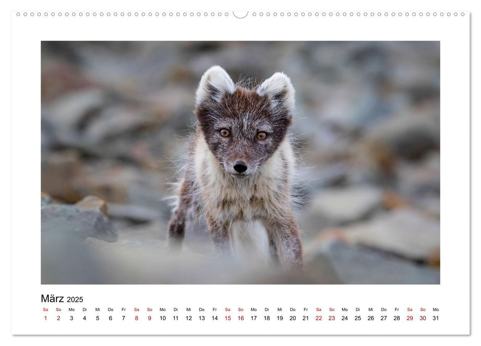 Spitzbergen und der Polarkreis (CALVENDO Premium Wandkalender 2025)