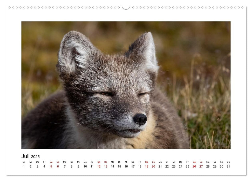 Spitzbergen und der Polarkreis (CALVENDO Premium Wandkalender 2025)