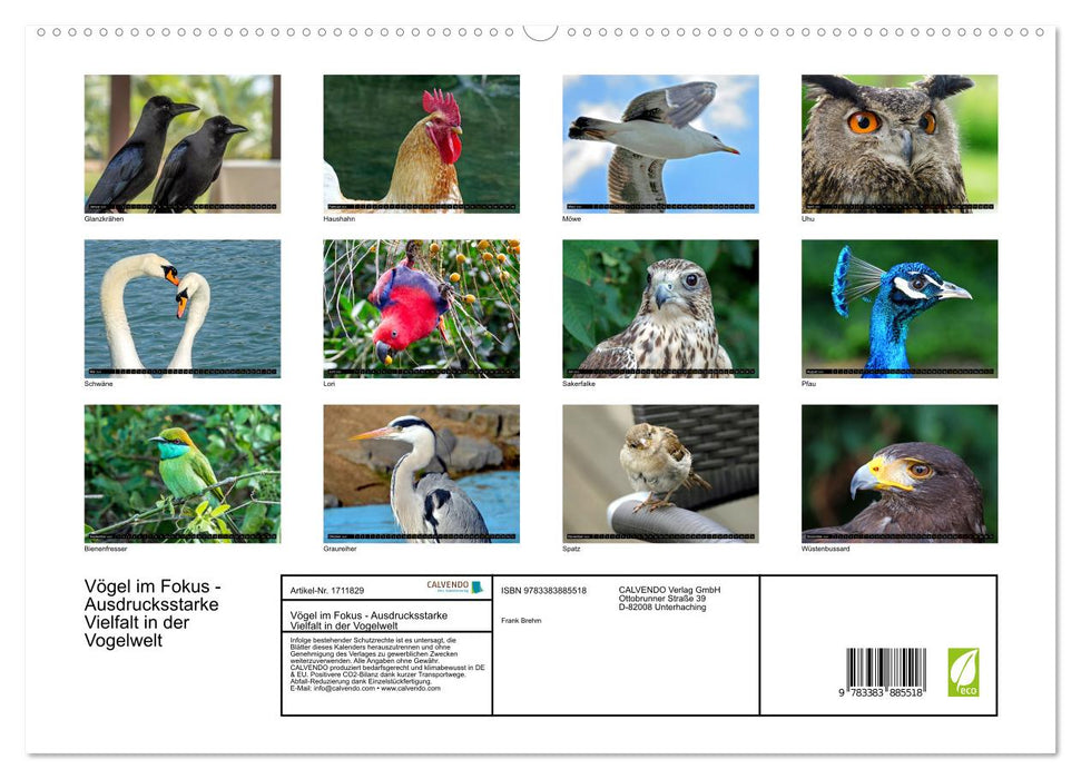 Vögel im Fokus - Ausdrucksstarke Vielfalt in der Vogelwelt (CALVENDO Premium Wandkalender 2025)