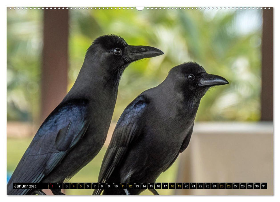 Vögel im Fokus - Ausdrucksstarke Vielfalt in der Vogelwelt (CALVENDO Premium Wandkalender 2025)