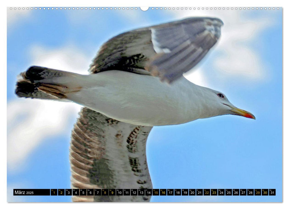 Vögel im Fokus - Ausdrucksstarke Vielfalt in der Vogelwelt (CALVENDO Premium Wandkalender 2025)