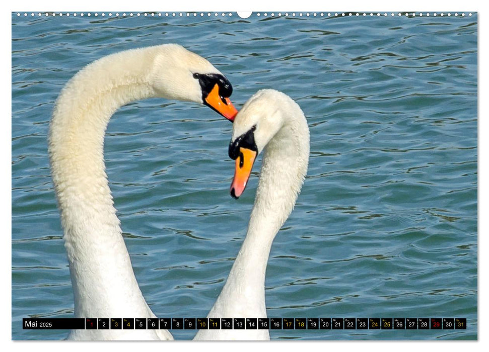 Vögel im Fokus - Ausdrucksstarke Vielfalt in der Vogelwelt (CALVENDO Premium Wandkalender 2025)