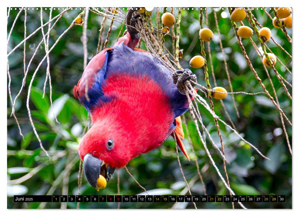 Vögel im Fokus - Ausdrucksstarke Vielfalt in der Vogelwelt (CALVENDO Premium Wandkalender 2025)