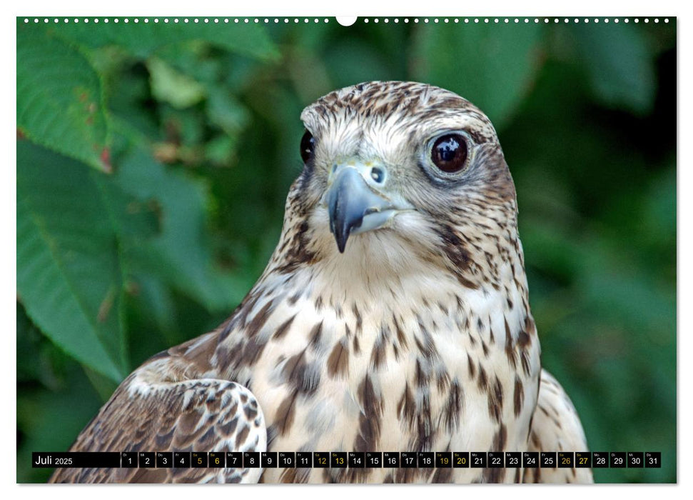 Vögel im Fokus - Ausdrucksstarke Vielfalt in der Vogelwelt (CALVENDO Premium Wandkalender 2025)