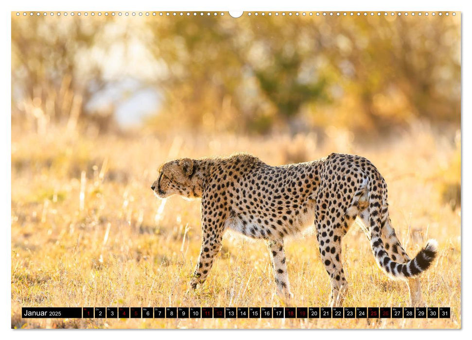 Afrikas Raubkatzen in eindrucksvollen Portraits (CALVENDO Premium Wandkalender 2025)