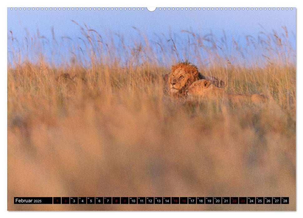 Afrikas Raubkatzen in eindrucksvollen Portraits (CALVENDO Premium Wandkalender 2025)