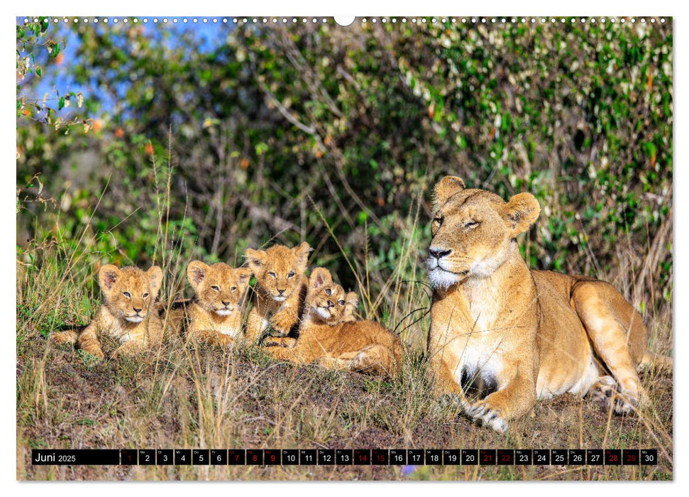 Afrikas Raubkatzen in eindrucksvollen Portraits (CALVENDO Premium Wandkalender 2025)