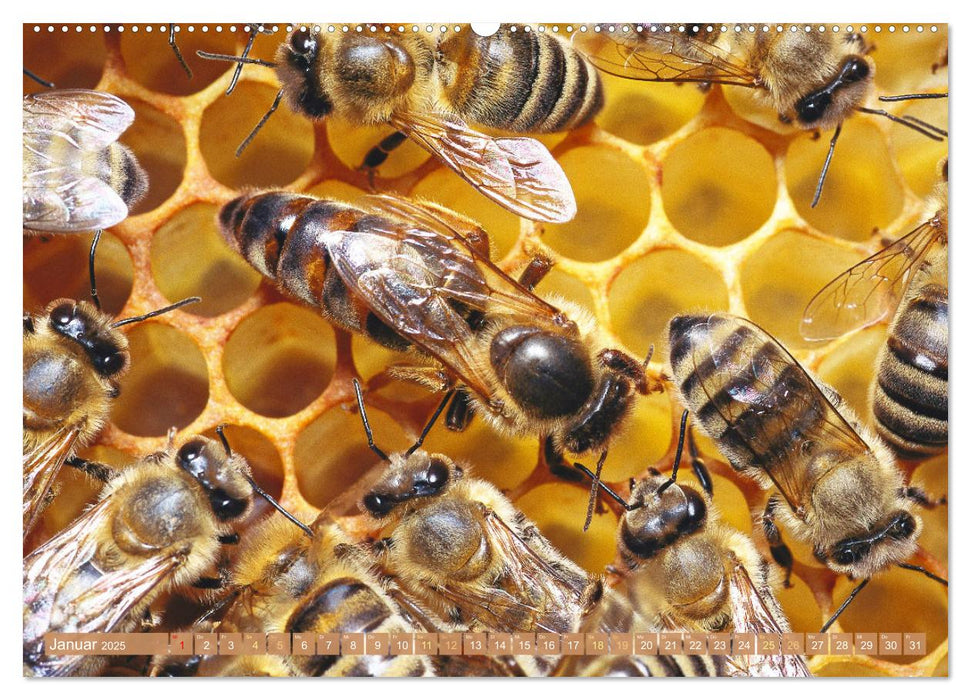 Süßes Gold: Imker, Bienen & Honig (CALVENDO Wandkalender 2025)