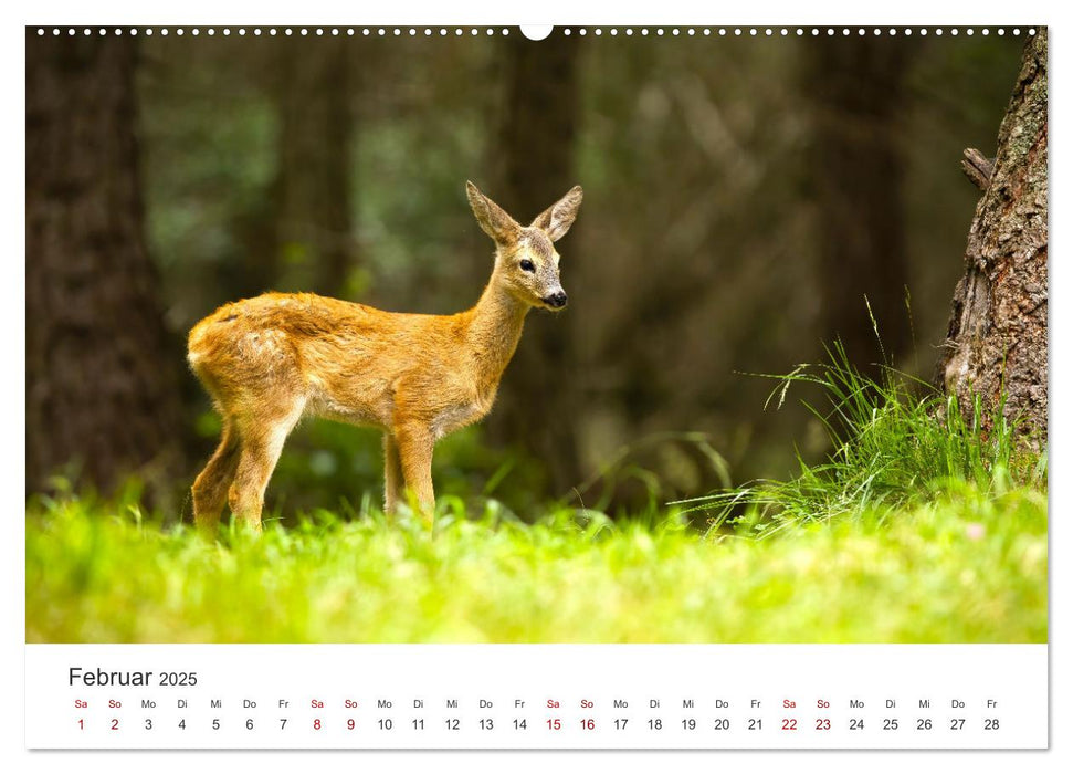 Rehkitz - Flinke kleine Bambis. (CALVENDO Premium Wandkalender 2025)