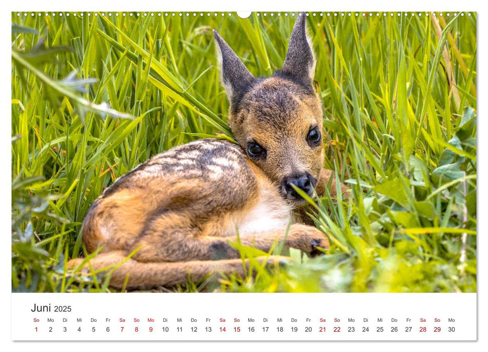 Rehkitz - Flinke kleine Bambis. (CALVENDO Premium Wandkalender 2025)