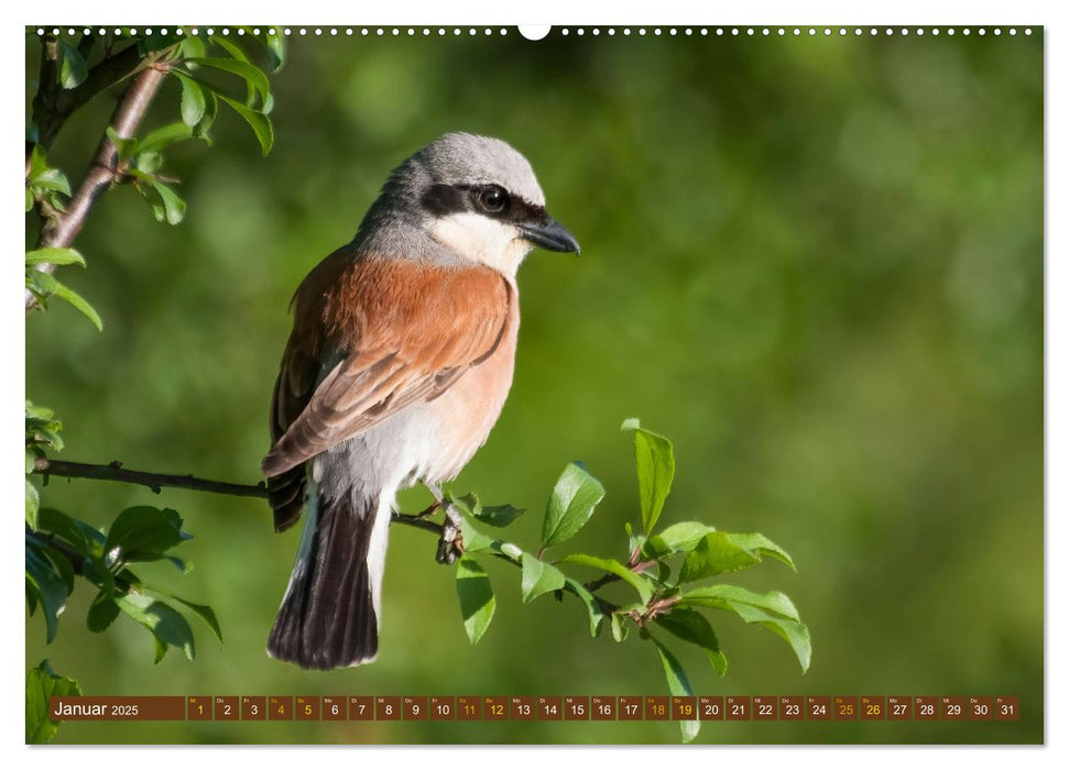 Der Neuntöter (CALVENDO Premium Wandkalender 2025)