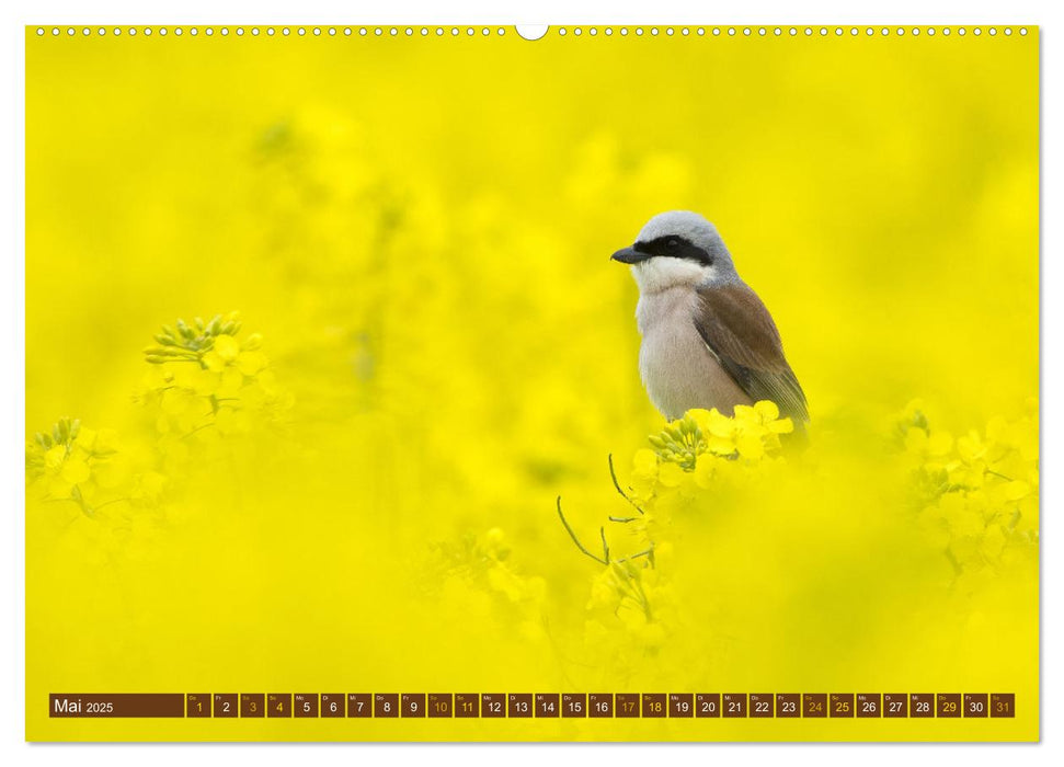 Der Neuntöter (CALVENDO Premium Wandkalender 2025)