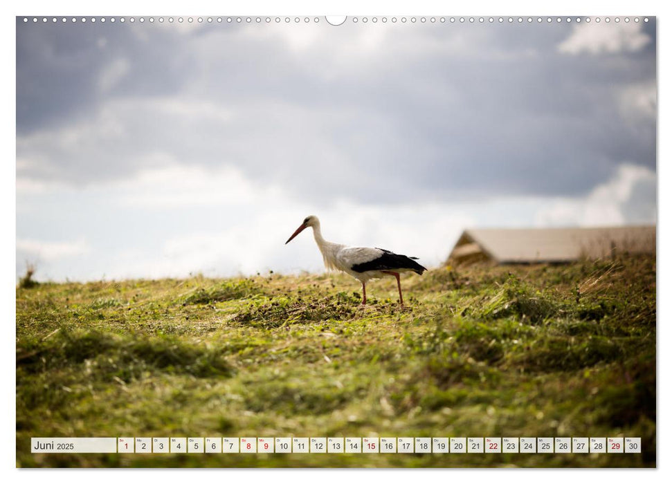 Masuren - Polens Seen-Paradies (CALVENDO Premium Wandkalender 2025)