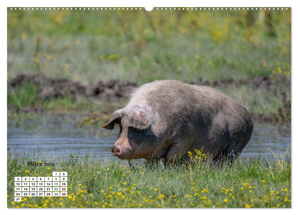 Kroatien - Entlang der Save (CALVENDO Wandkalender 2025)