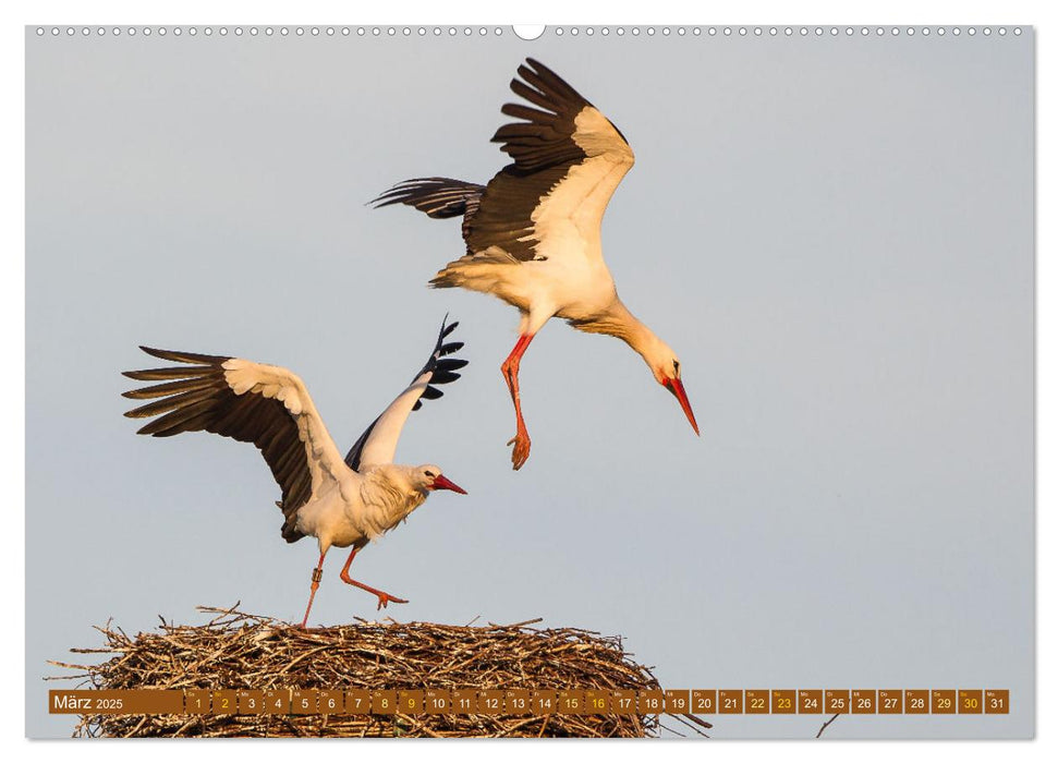 Kämpfende Vögel (CALVENDO Premium Wandkalender 2025)