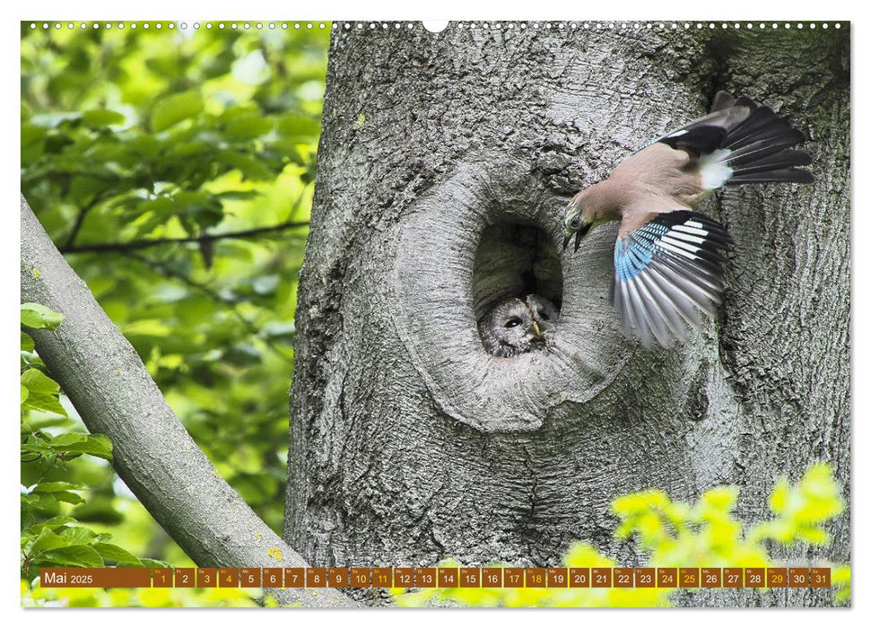 Kämpfende Vögel (CALVENDO Premium Wandkalender 2025)