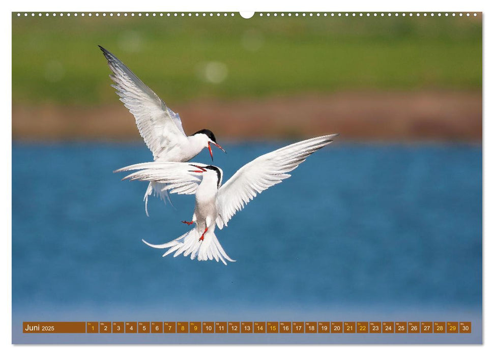 Kämpfende Vögel (CALVENDO Premium Wandkalender 2025)